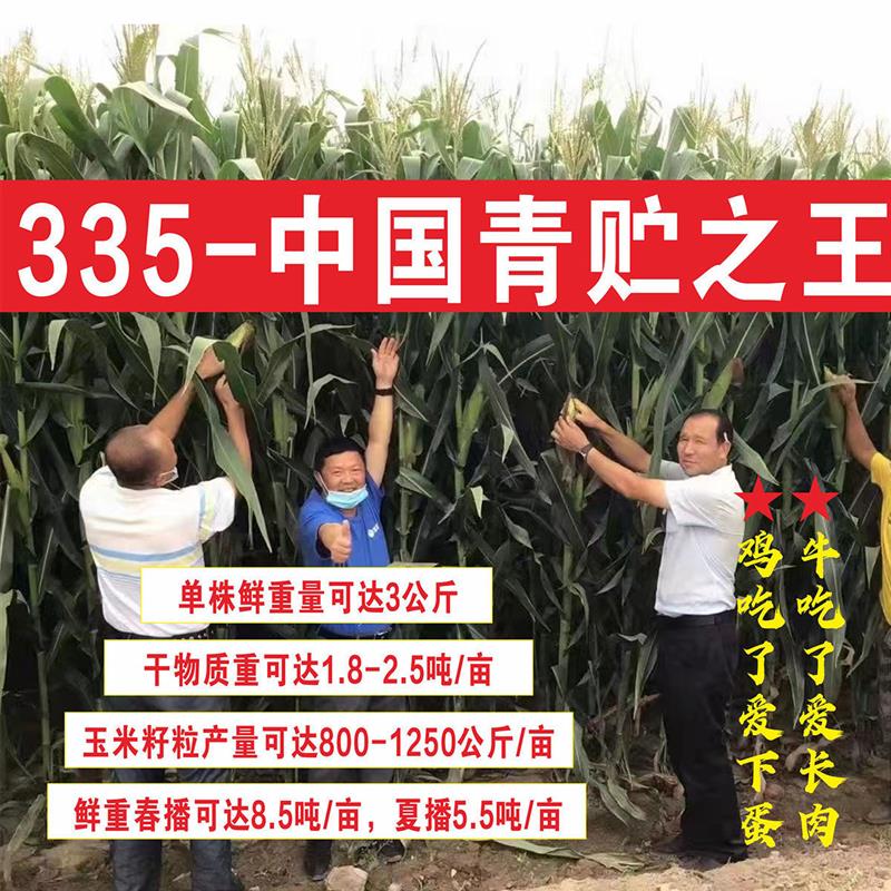 青储玉米种子营养好品质高生物产量达8500公斤青饲之王335批