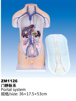 ZM1126门静脉系解剖模型