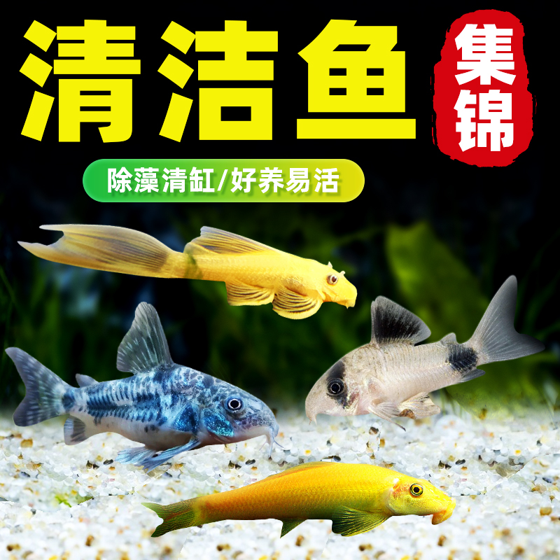 观赏鱼清道夫金苔鼠清洁工除藻工具鱼鼠鱼吃垃圾鱼孔雀鱼小鱼鱼缸