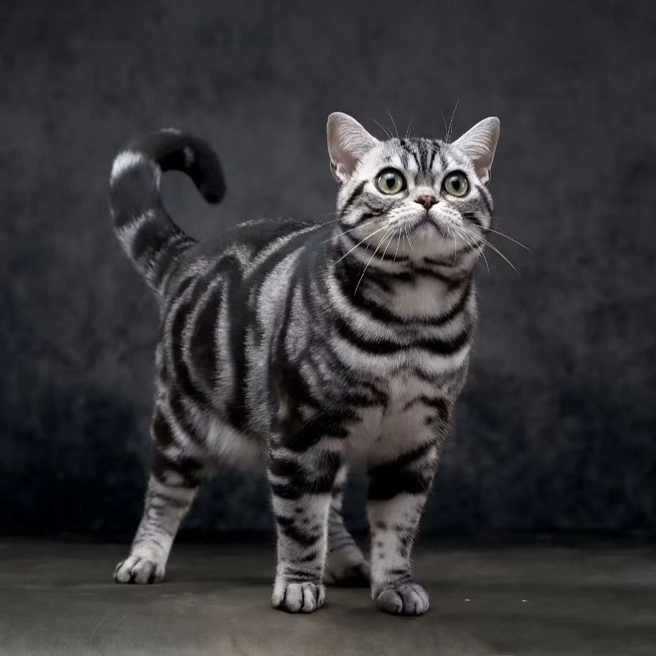 美短虎斑猫美短加白起司猫幼猫崽美国短毛猫矮脚宠物活体猫咪