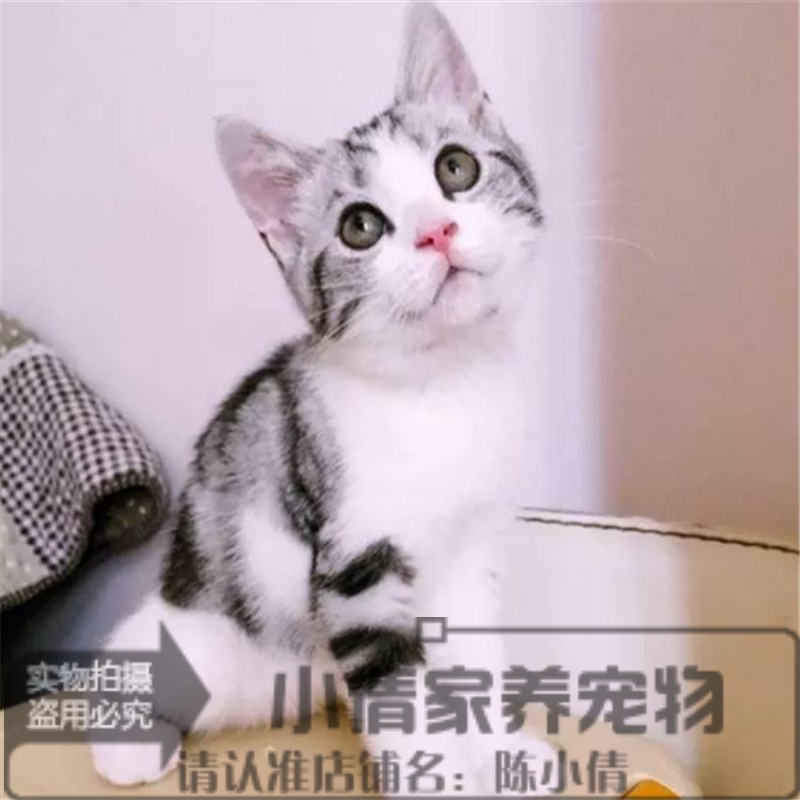 出售美短猫咪纯种美国短毛猫加白幼猫活体宠物猫美短加白起司猫x
