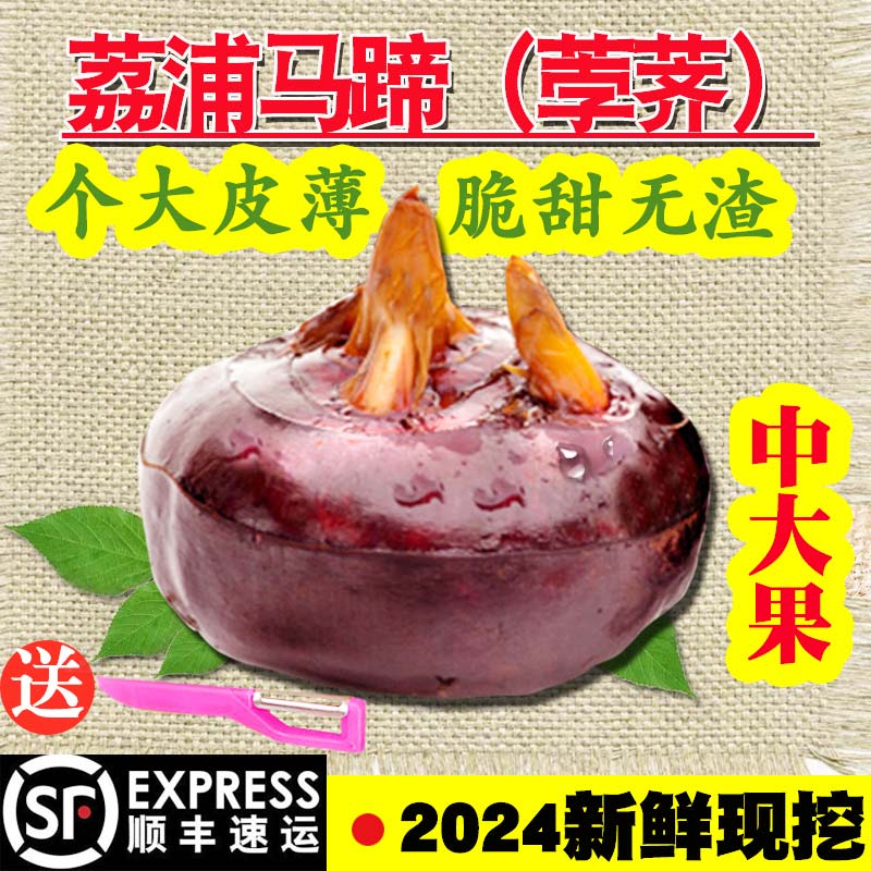 广西特产新鲜荔浦马蹄荸荠地栗地梨水果蔬菜大脆红马蹄果包邮中大