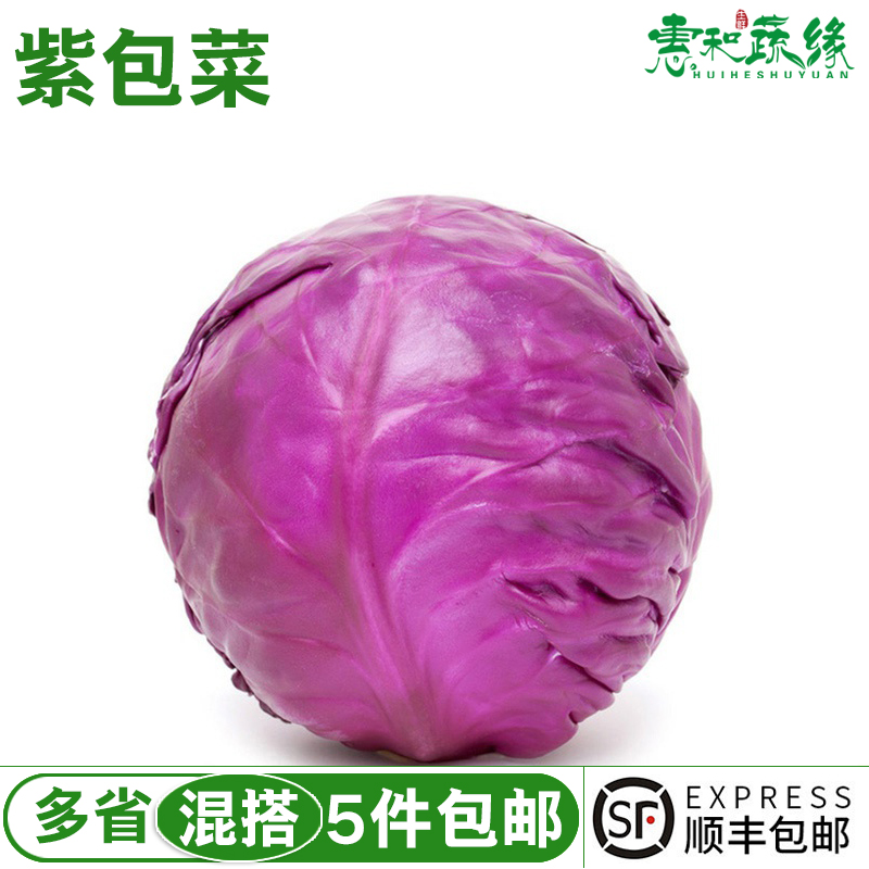 新鲜蔬菜紫甘蓝800g紫包菜紫色球生菜蔬菜沙拉生菜橄榄菜