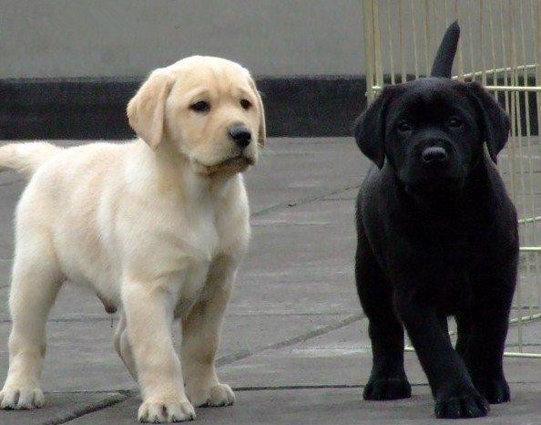 赛级米白拉布拉多犬纯种黑色拉布拉多幼犬拉布拉多导盲犬货到付款