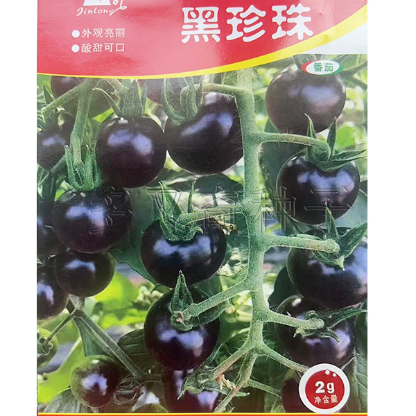 黑珍珠小番茄种子 春播圆形紫褐色樱桃番茄种子 小柿子种子蔬菜籽