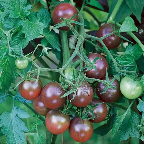 紫珍珠番茄种子 紫色樱桃小番茄籽 红黑色小柿子种子口感好蔬菜籽