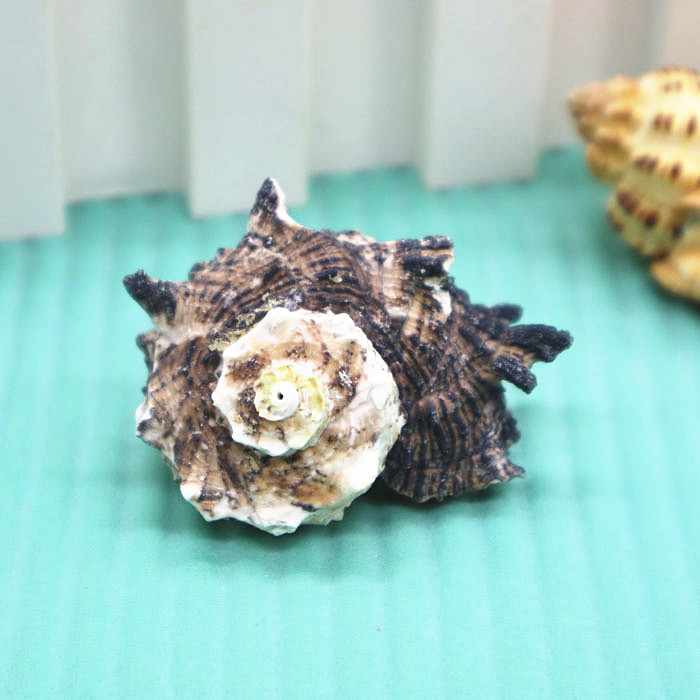 天然海螺贝壳3-6cm鸡冠岩螺鱼缸水族造景装饰地台摆设家居收藏