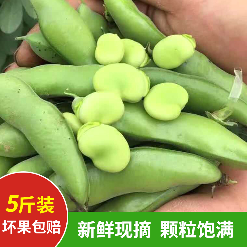 胡豆四川本地特产新鲜蔬菜青豆嫩带壳蚕豆5斤罗汉兰花豆农家自种