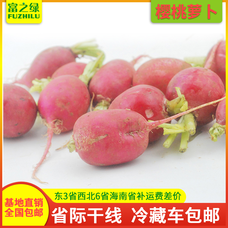 云南新鲜樱桃萝卜3斤-20斤包邮 红皮白肉水果萝卜 产地直销 凉拌