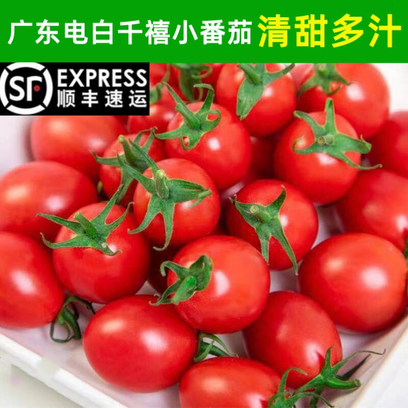 【顺丰包邮】茂名电白冰糖千禧5斤新鲜樱桃小番茄爆甜产地直发