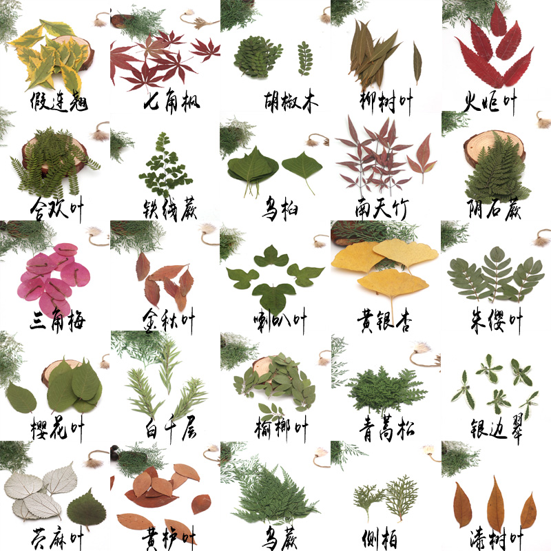 各种天然叶子集 教学标本 幼儿园DIY干树叶 植物贴画拼画树叶相框
