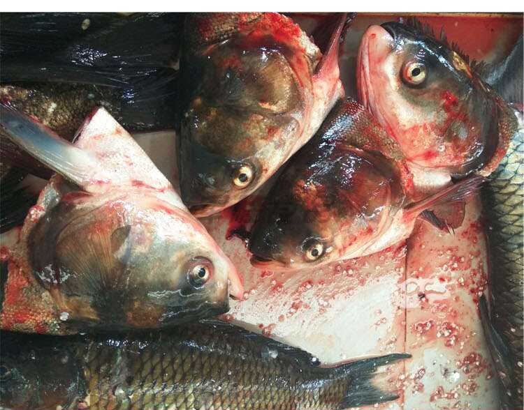 新鲜红鲤鱼头白鲢鱼胖头鱼大头鱼草鱼淡水鱼鱼头1斤去鳃前重量