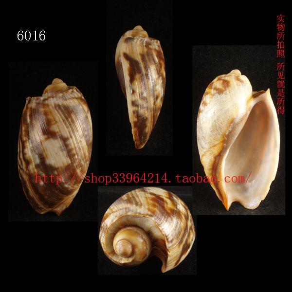 海螺（所见即所得）9CM 加纳宽口涡螺 非洲西部的产物标本6016