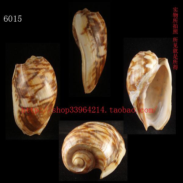 海螺贝壳（所见即所得）9.9CM 加纳宽口涡螺 非洲西部的产物 6015