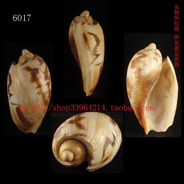 海螺（所见即所得）9.3CM 加纳宽口涡螺 非洲西部的产物标本6017
