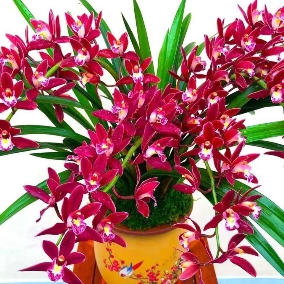 名贵   蜜蜂兰    [红双喜]紫红色大花浓香好养室内阳台绿植盆栽