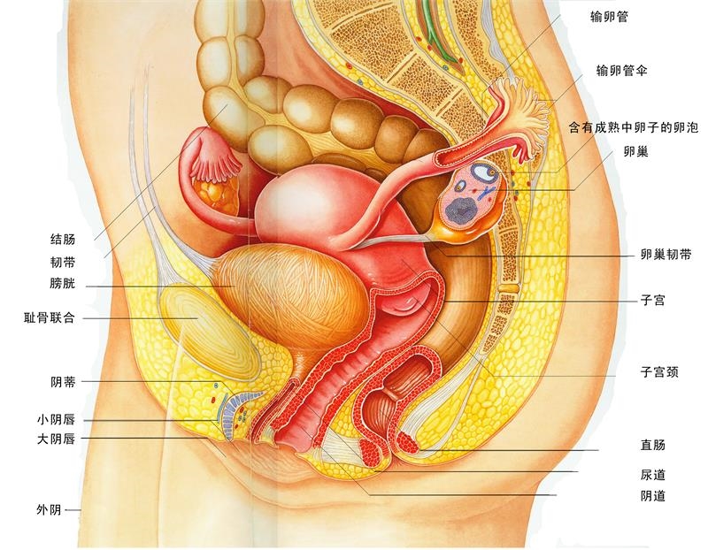 海报印制人体海报展板人体子宫示图副本 非高清图