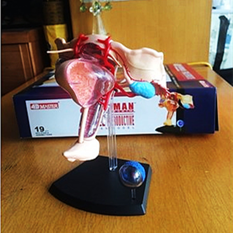 4D Master人体女性男生殖器官模型子宫解剖结构拼装医用教具模器