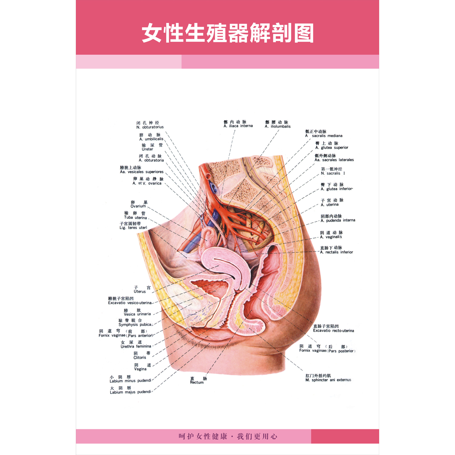 女性乳房子宫乳房生殖系统示意图医学宣传挂图人体器官解剖图医院