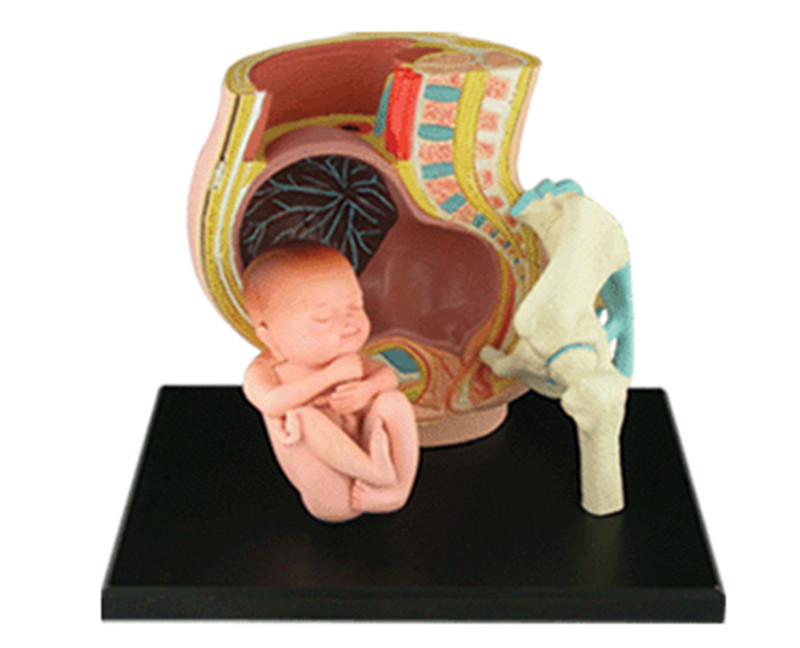 4D Master人体器官妊娠子宫拼装解剖模型小孩 怀孕 胎儿孕妇玩具