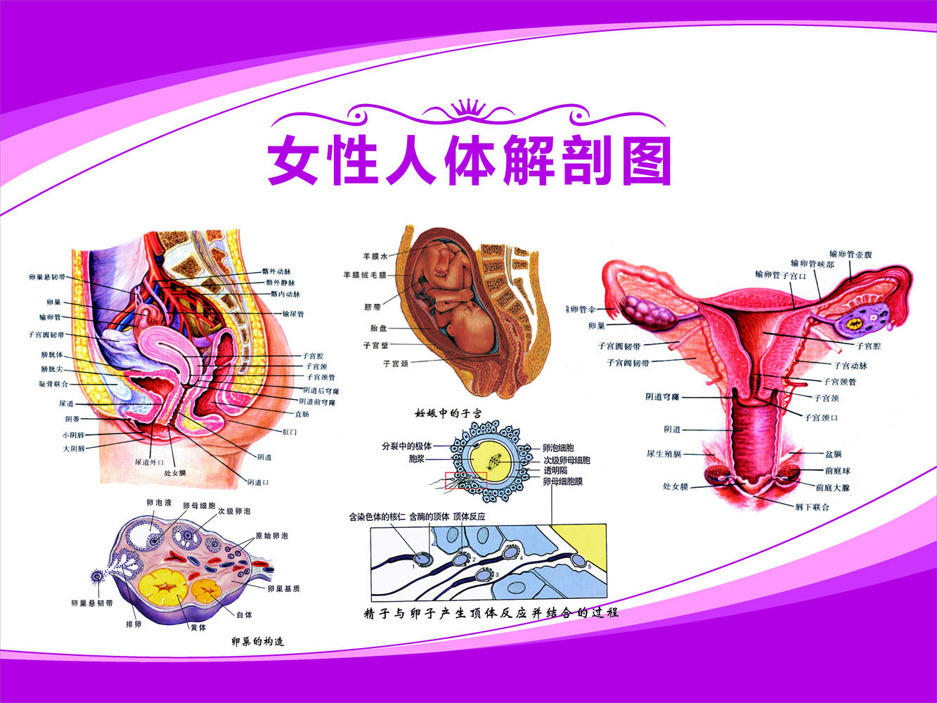 649薄膜海报印制展板喷绘写真206人体女性生殖解剖图输卵管子宫
