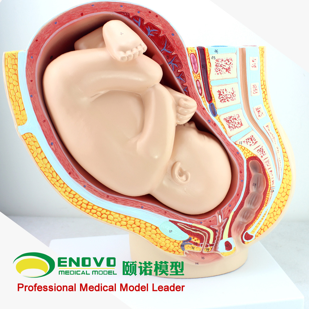 ENOVO颐诺人体女性妊娠足月胎儿盆s腔系统模型怀孕生殖系统子宫妇