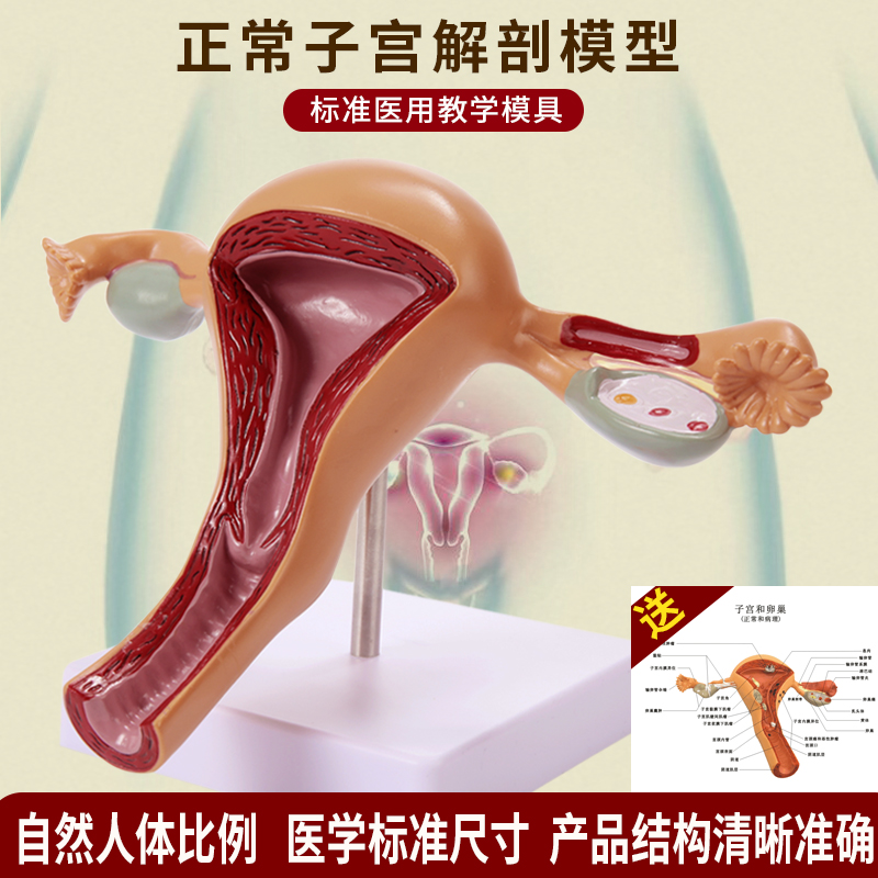 人体子宫附件模型女性医学生殖器卵巢阴道病理病变结构解剖教学具