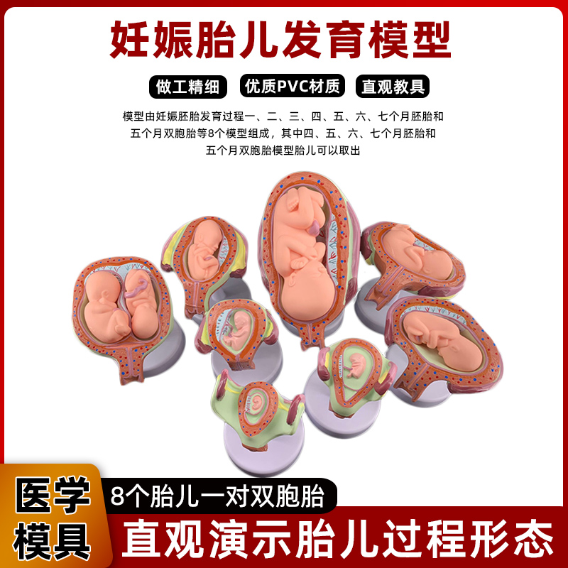 人体胚胎形成胎儿妊娠发育过程妇产科子宫解剖妇幼计生展教学模型