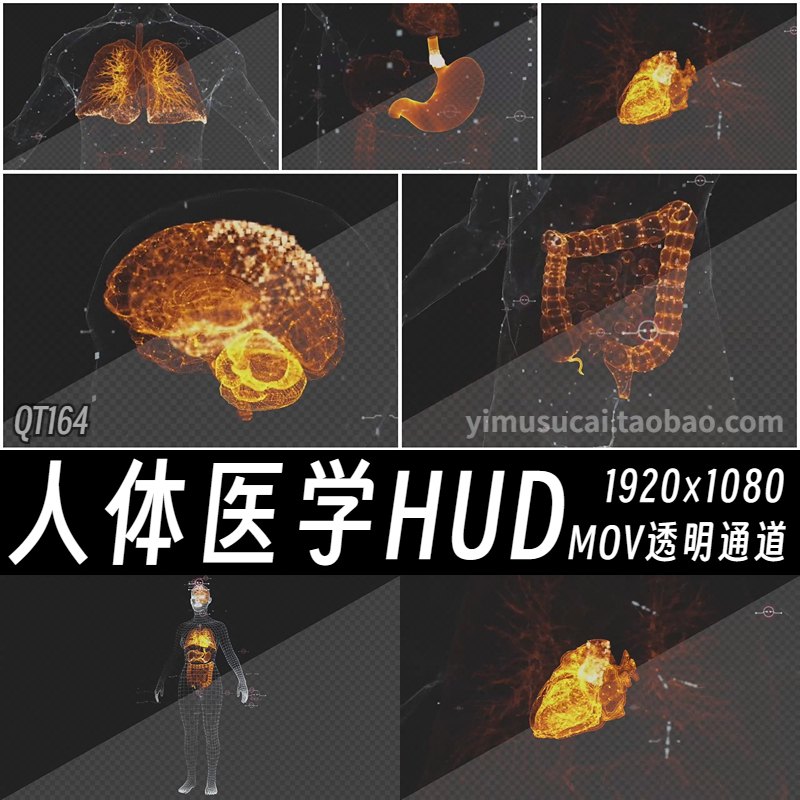ae/pr人体大脑肺部心脏肠道胃部肝脏HUD全息投影特效mov视频素材