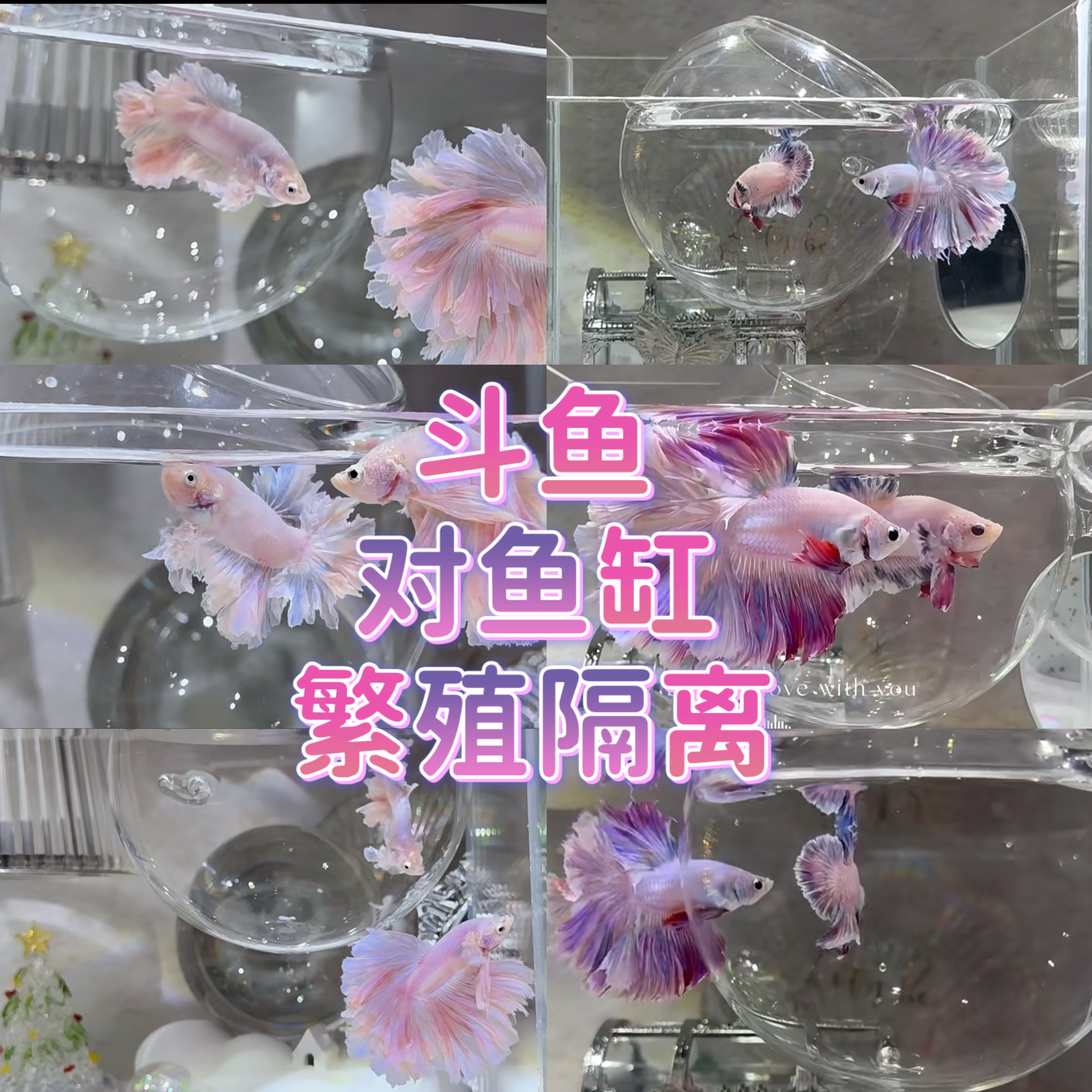 泰国斗鱼繁殖罐对母鱼隔离超白玻璃缸内防互斗对视展尾训练镜造景