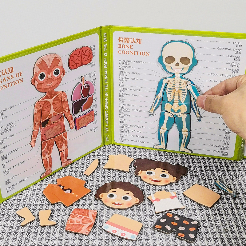 儿童人体结构拼图器官认知玩具身体部位教具幼儿园科学区区域材料