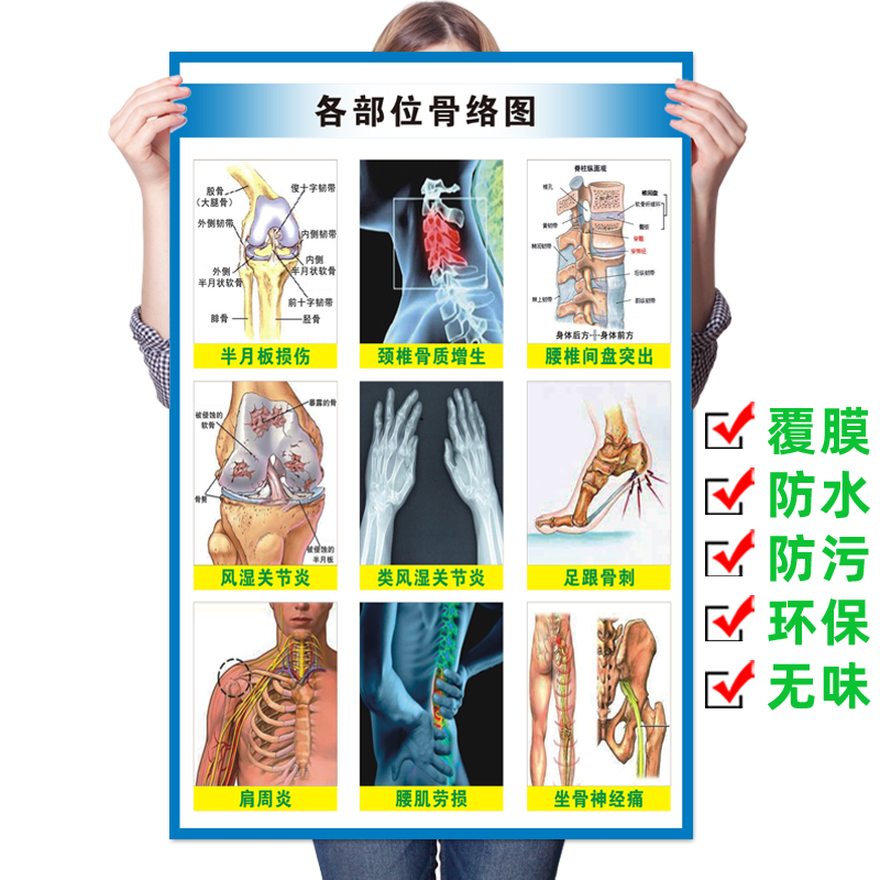 医院人体各部位骨络图挂图肌肉骨骼结构解剖图腰颈椎脊柱医学海报