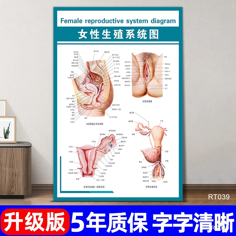 女性生殖系统挂画医院泌尿系统解剖图宣传海报人体其他部位分布图