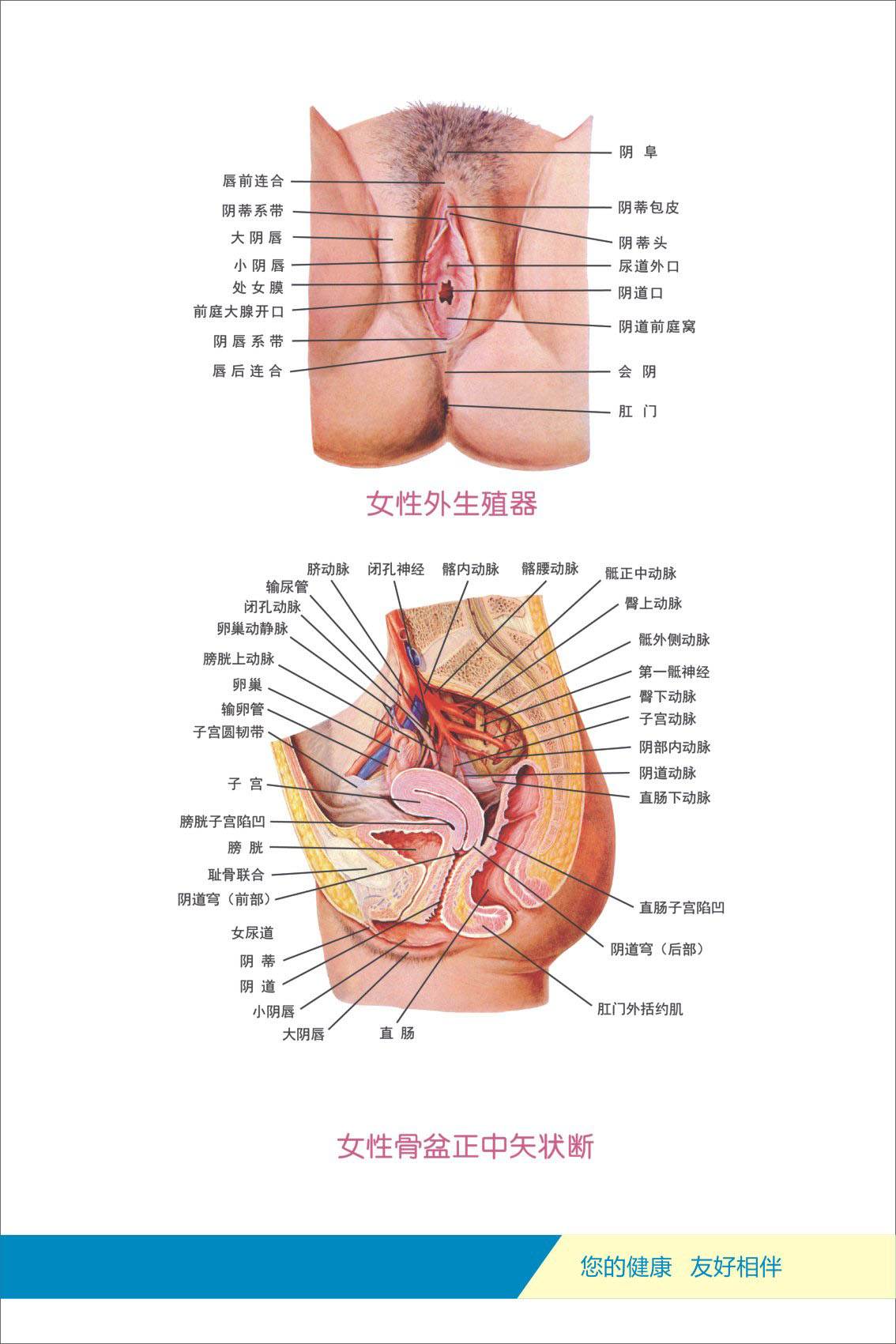 733海报印制写真121人体各部位器官剖解图3女性骨盆正中矢状断
