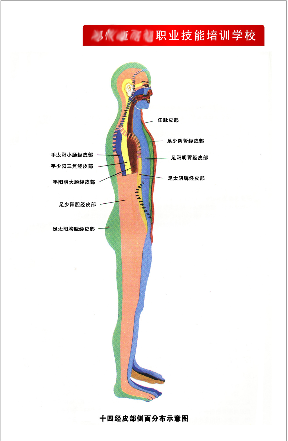 海报印制展板338素材31人体经络图十四经皮部侧面分布示意图