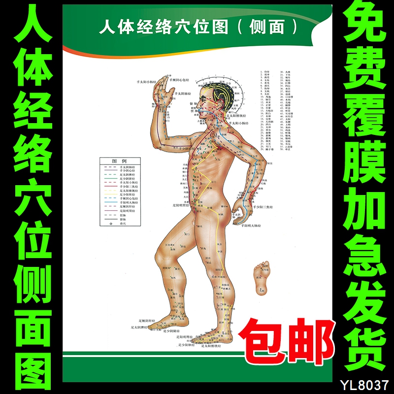 中医文化宣传画海报 人体经络穴位挂图（侧面） 美容挂画中医养生