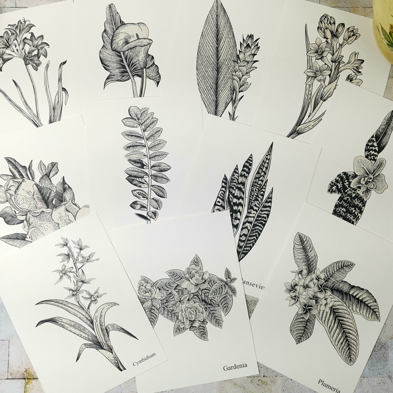 全英文植物叶片线描临摹卡黑白绘画参照创意少儿美术画室教材包邮