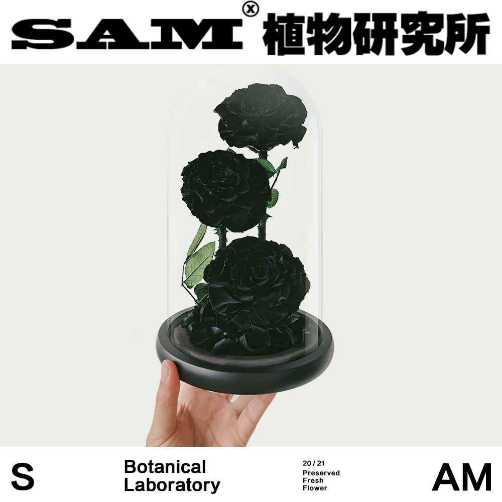 SAM植物研究所/三头永生黑玫瑰/永生花/情人节礼物