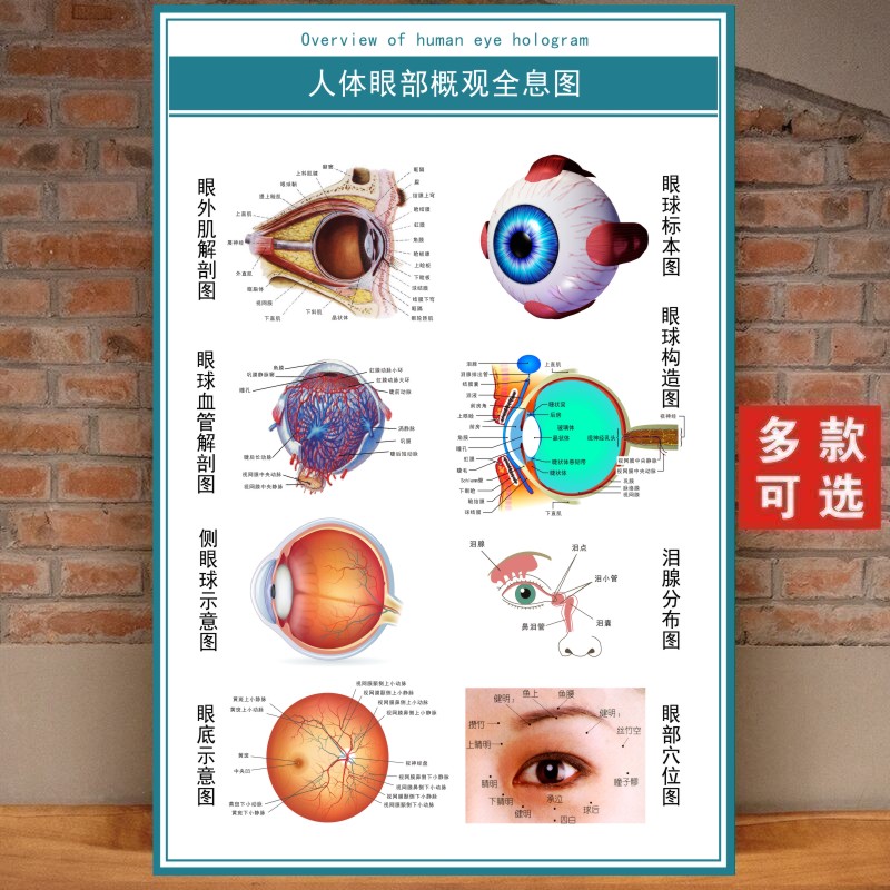 人体眼部概观全息海报图 泪腺分布图眼睛各结构的功能示意图挂画