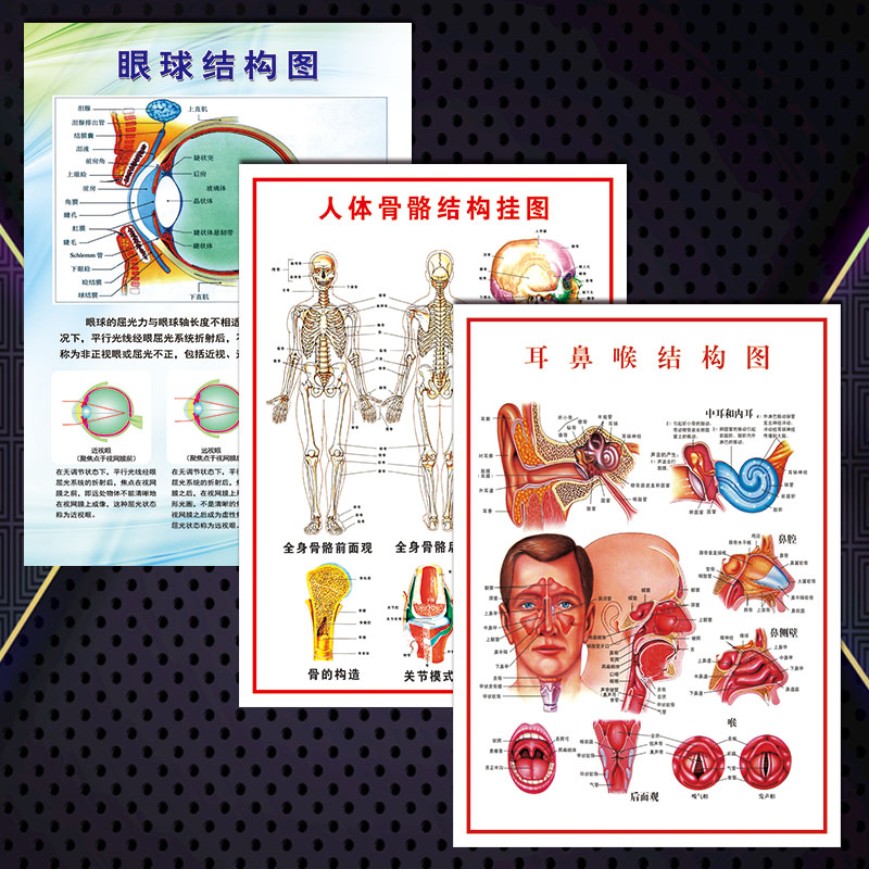 医院挂图宣传画海报耳鼻喉眼球人体骨骼结构图示意解剖图贴画WSA