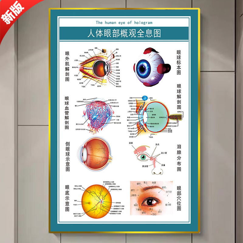 眼科眼镜店眼睛眼球结构图剖面图人体眼部概观全息图墙贴护眼宣传