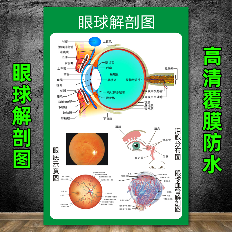 眼球解剖图泪腺分布图人体眼部肌肉血管结构图常见眼底病变图海报