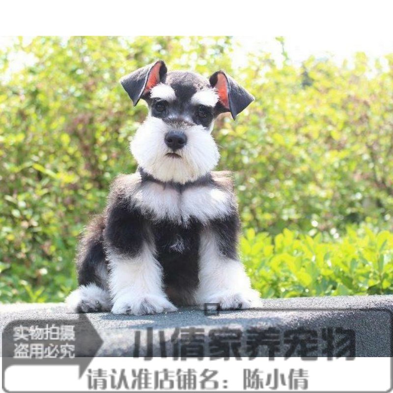 出售纯种巨型雪纳瑞幼犬迷你标准型小体活体宠物狗狗黑银椒盐色x