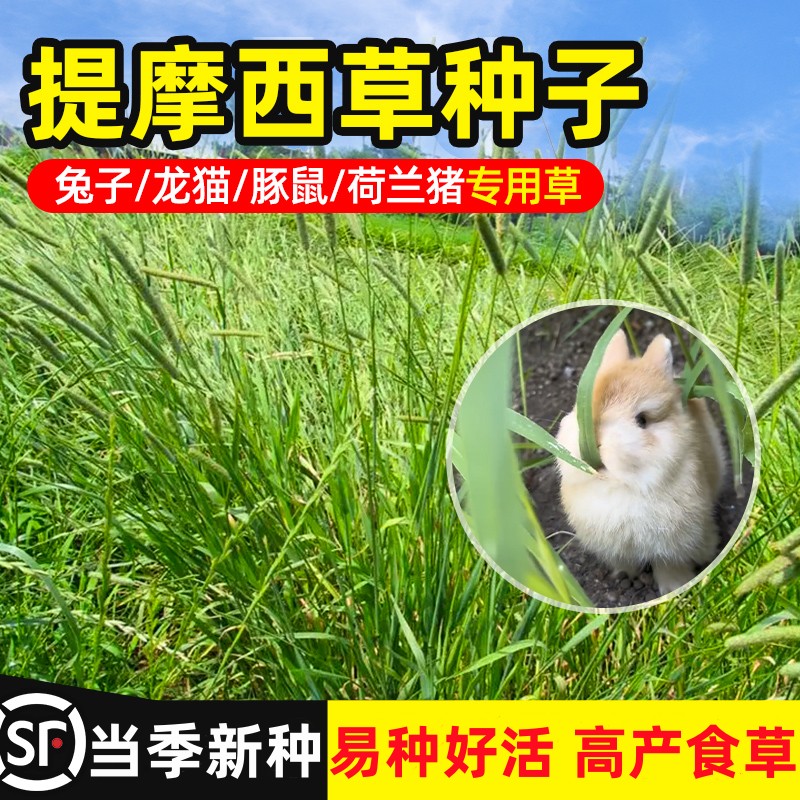 提摩西草籽兔子食用草种仓鼠荷兰猪龙猫专用兔草吃的莫西牧草种子