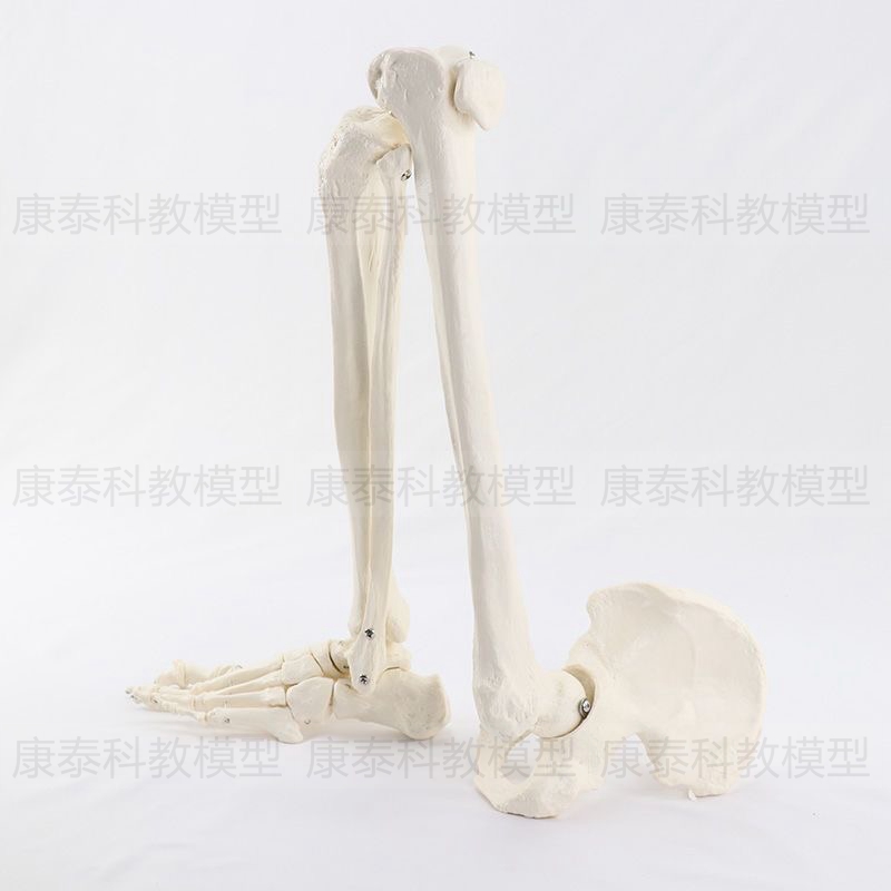 1:1下肢骨模型膝关节髋骨脚踝可活动仿真塑胶医用教具骨头标本腿