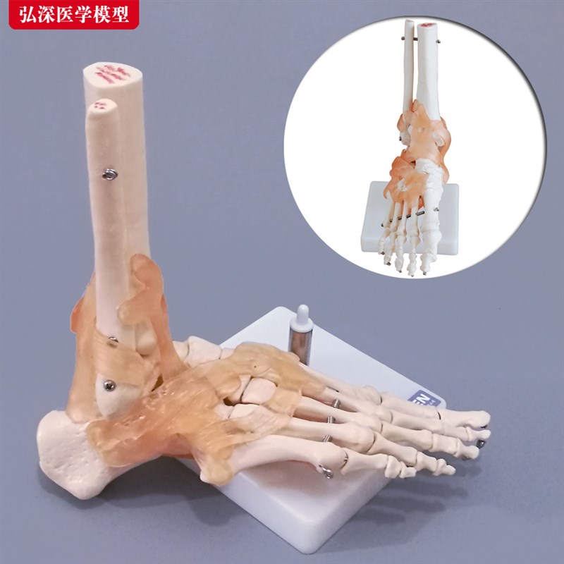 脚骨模型人体脚踝关节附韧带脚掌部骨骼结构足部趾骨W医学教学模
