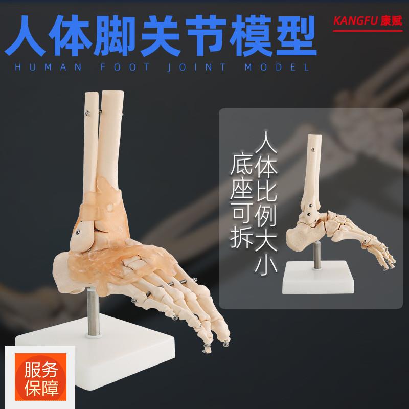 人体脚关节模型脚踝脚部骨骼结构造足部足骨腓骨趾骨科教学医学