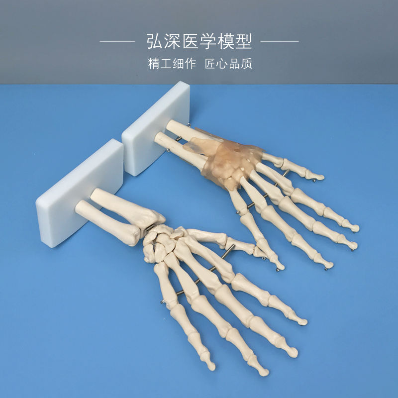 手脚关节模型脚踝成人体手腕掌骨骼韧带结构骨科医学教学塑料模具