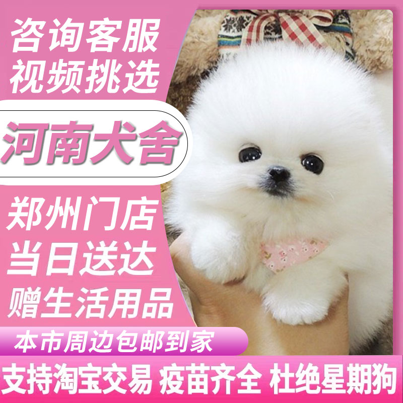 【河南犬舍】茶杯犬博美俊介犬纯种宠物活体狗小型白色网红狗