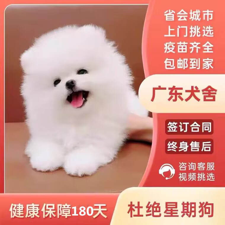 【广州犬舍】茶杯犬博美俊介犬纯种宠物狗活体狗小型白色网红狗狗